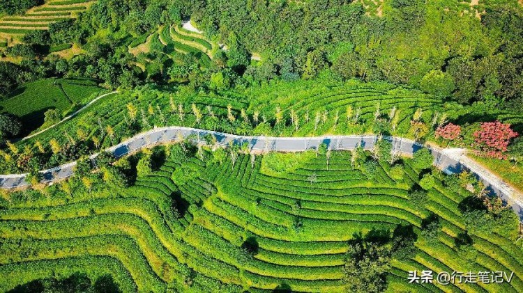 邂逅广东云浮高山茶田藏一顶级酒店山峰叠翠云雾缭绕温泉