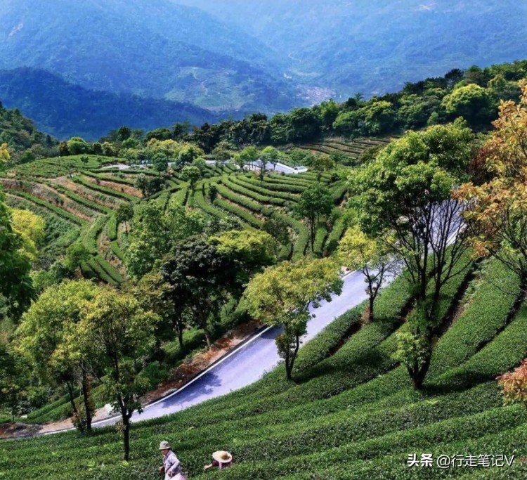 藏于云浮的顶级度假酒店千亩茶园赏花海泡汤泉网友赞不绝口